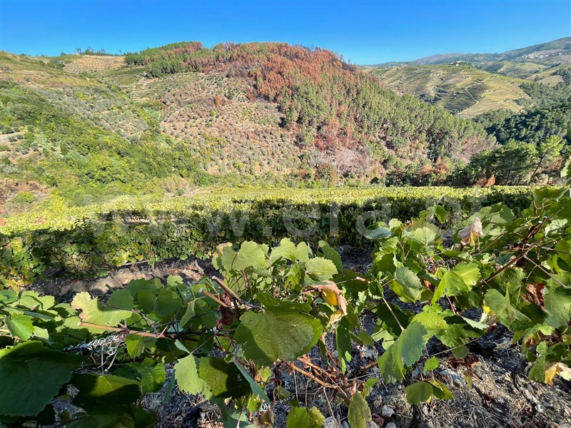 Terreno  Sabrosa - 1510269 - 2