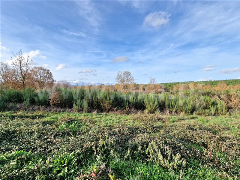 Terreno Rústico  Sabugal, Aldeia de Santo António, Sabugal - 1445916 - 5