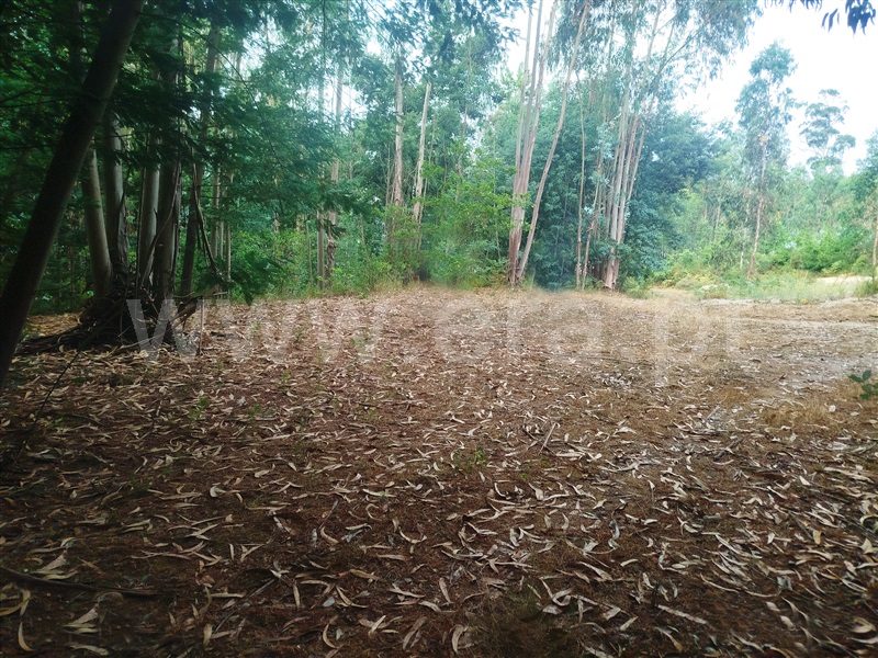 Terreno Rústico  Santa Comba Dão, Treixedo e Nagozela - 1495389 - 4