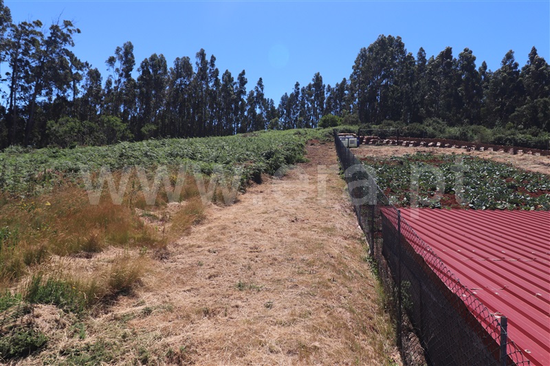 Terreno Rústico  Santa Cruz, Ribeiro Serrão - 1353939 - 2