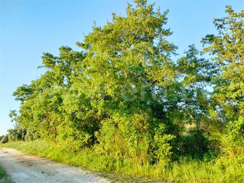 Terreno Rústico / Santarém, Alcanhões