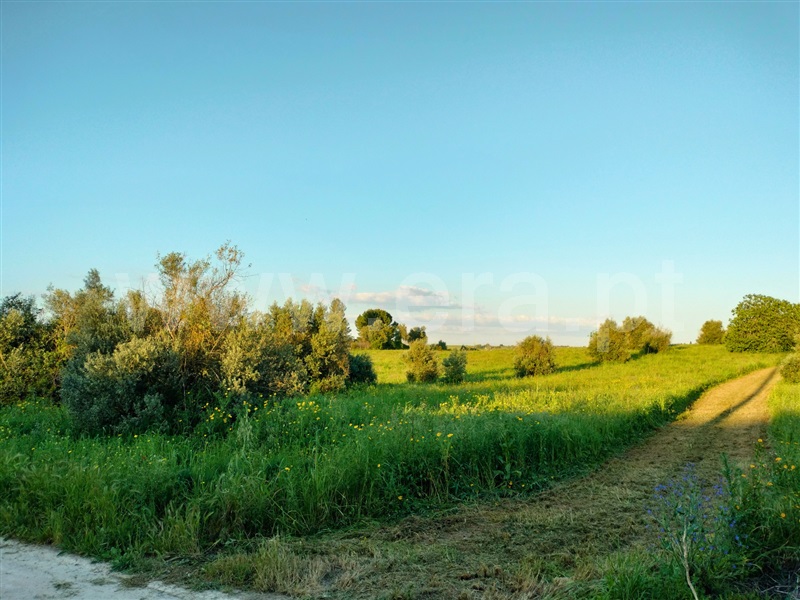Terreno Rústico  Santarém, Alcanhões - 1476804 - 9