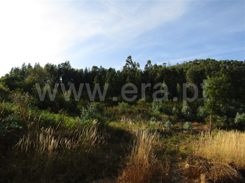 Terreno Rústico / Sardoal, Sardoal