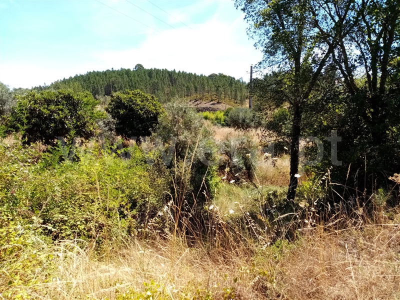 Terreno Rústico  Sardoal, Sardoal - 1181561 - 4
