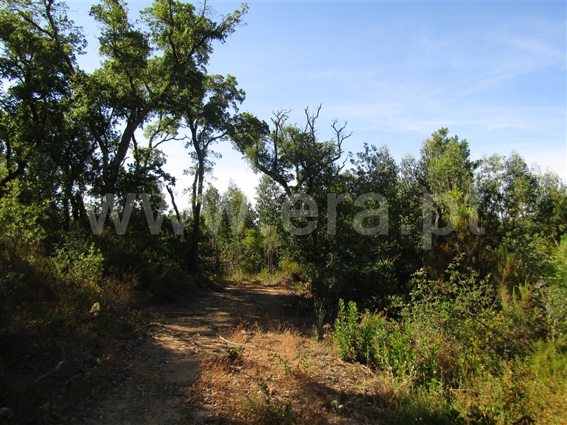 Terreno Rústico  Sardoal, Sardoal - 1181561 - 5