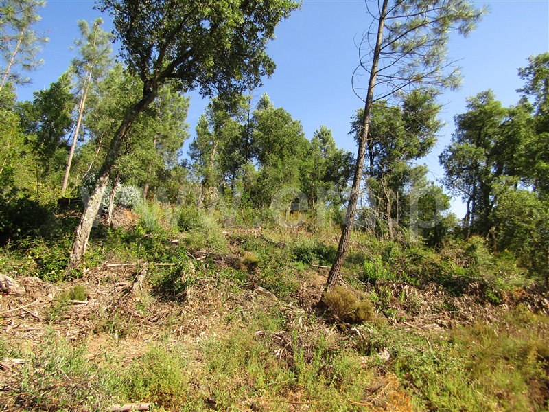 Terreno Rústico  Sardoal, Sardoal - 1181561 - 7