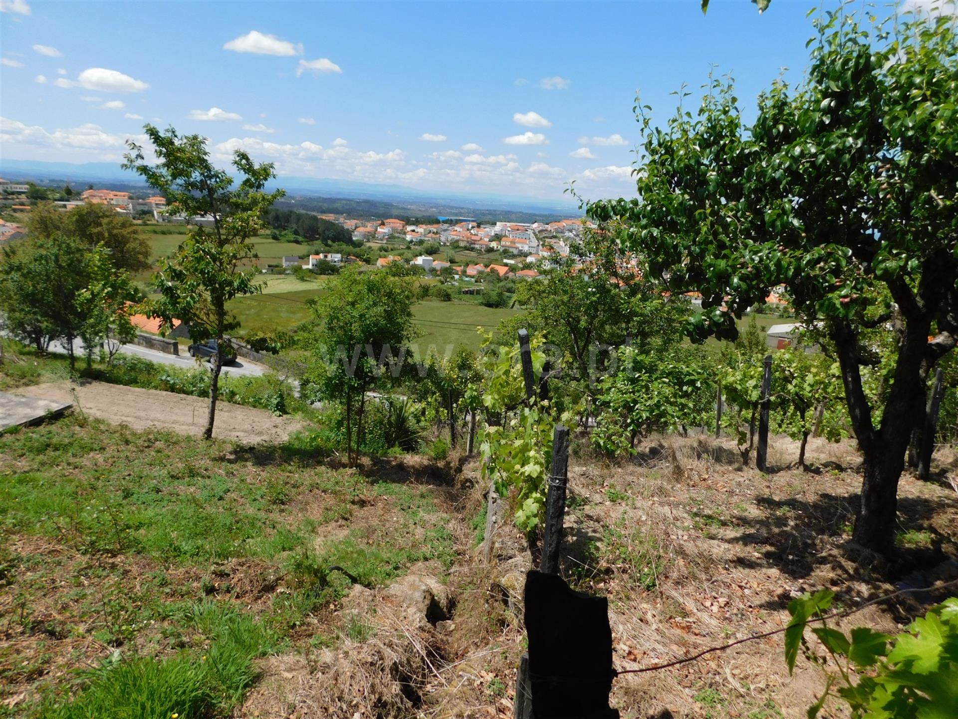 Terreno