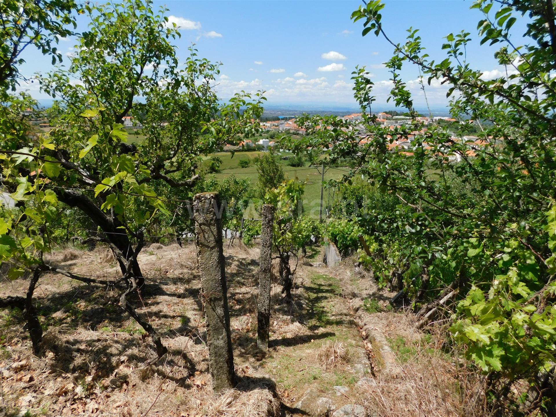 Terreno
