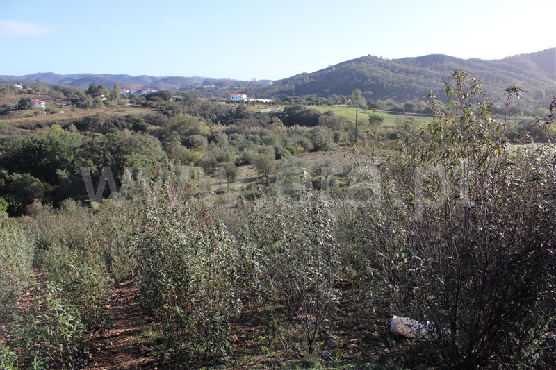 Terreno Rústico  Silves, São Bartolomeu de Messines - 1366540 - 5