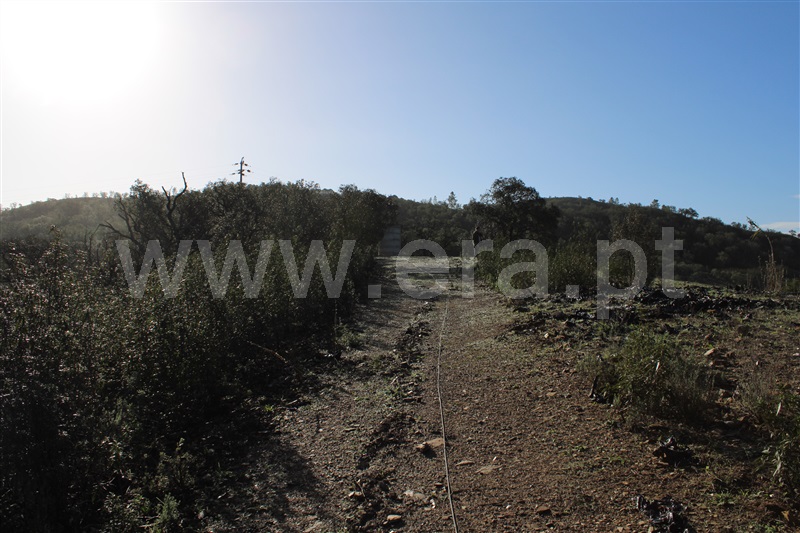 Terreno Rústico  Silves, São Bartolomeu de Messines - 1366540 - 7