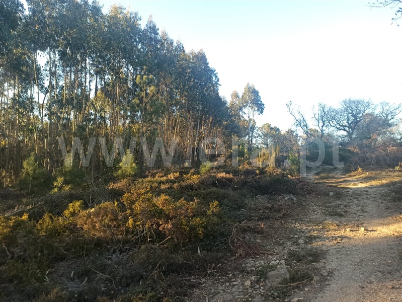 Terreno Rústico  Sintra, Covas de Ferro - 1224316 - 12