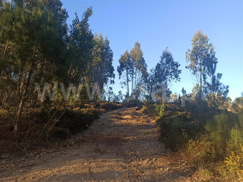 Terreno Rústico  Sintra, Covas de Ferro - 1224316 - 13