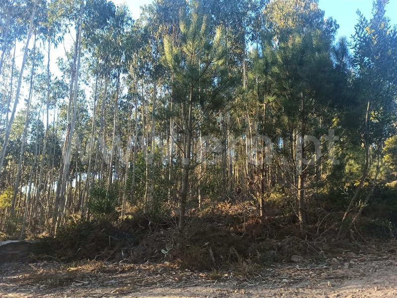 Terreno Rústico  Sintra, Covas de Ferro - 1224316 - 14