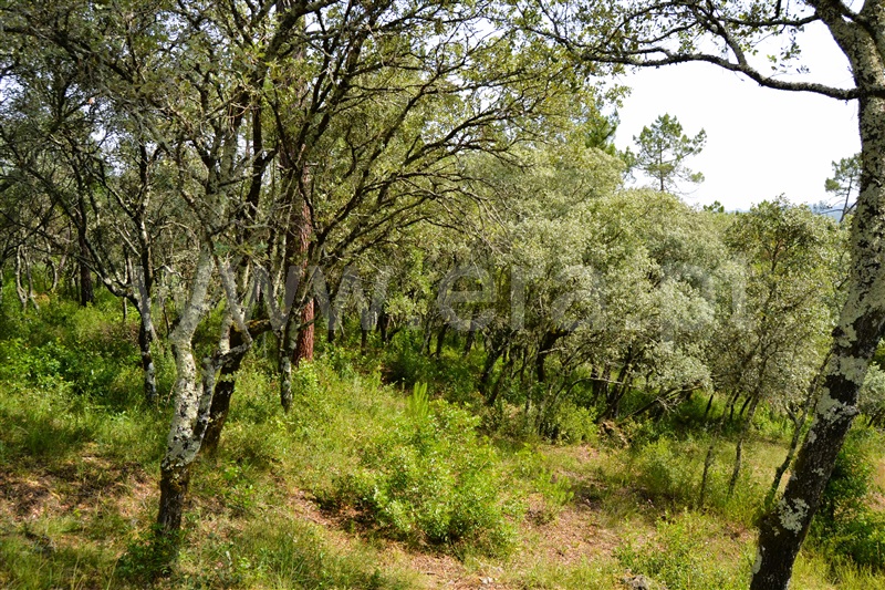 Terreno Rústico  Tomar, Além da Ribeira e Pedreira - 1334658 - 4