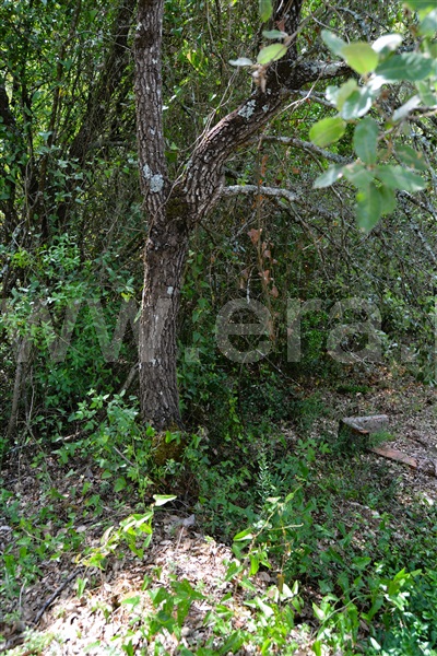 Terreno Rústico  Tomar, Além da Ribeira e Pedreira - 1334658 - 6