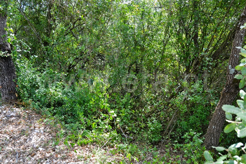 Terreno Rústico  Tomar, Além da Ribeira e Pedreira - 1334658 - 7