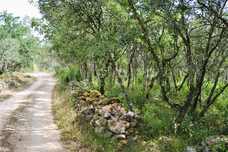 Terreno Rústico / Tomar, Além da Ribeira e Pedreira