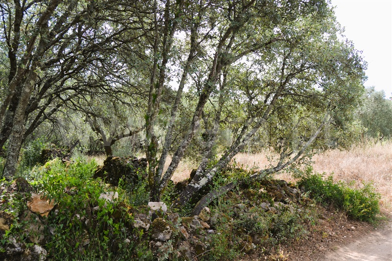 Terreno Rústico  Tomar, Além da Ribeira e Pedreira - 1334661 - 5