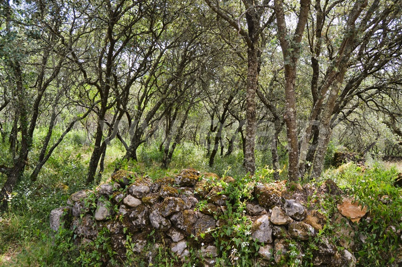 Terreno Rústico  Tomar, Além da Ribeira e Pedreira - 1334661 - 7