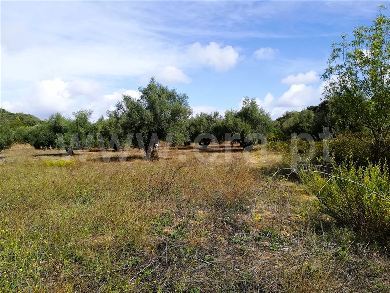 Terreno Rústico  Tomar, Além da Ribeira e Pedreira - 1356464 - 4