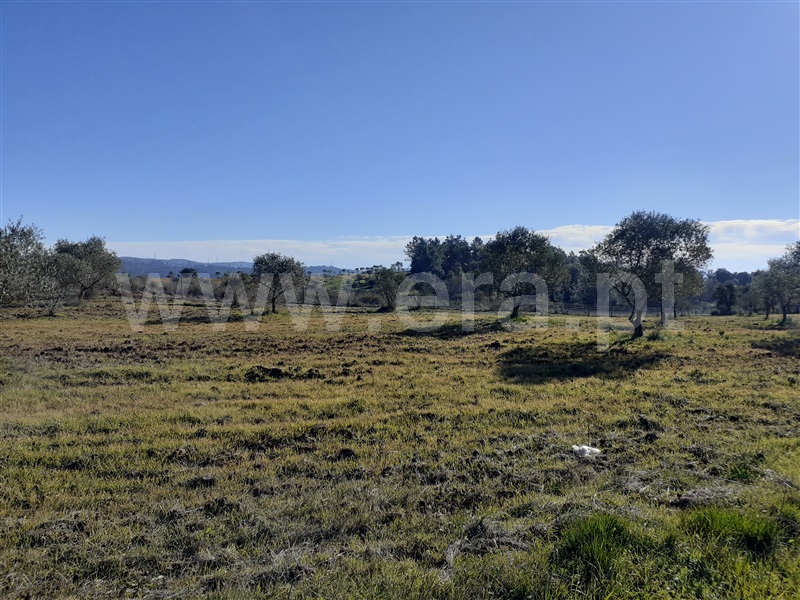 Terreno  Tomar, São Pedro de Tomar - 1142637 - 4