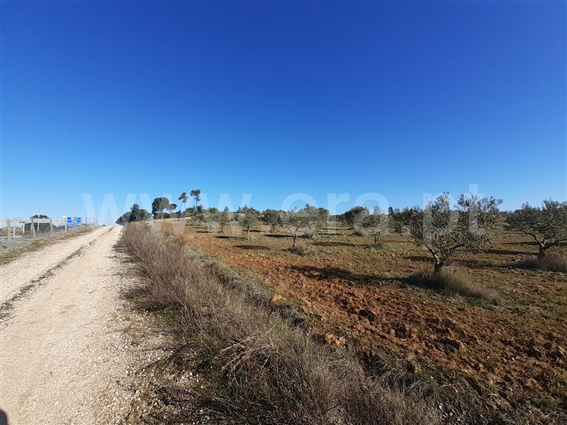 Terreno  Tomar, São Pedro de Tomar - 1142637 - 8