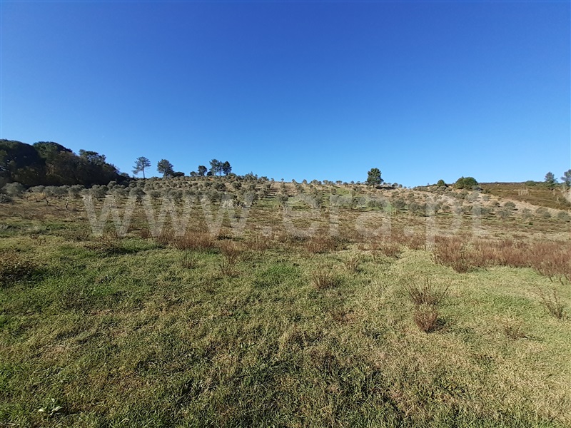 Terreno  Tomar, São Pedro de Tomar - 1142637 - 10