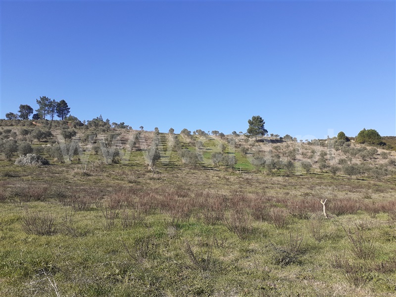Terreno  Tomar, São Pedro de Tomar - 1142637 - 11
