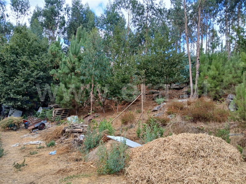 Terreno Rústico  Tondela, Lobão da Beira - 1505416 - 2