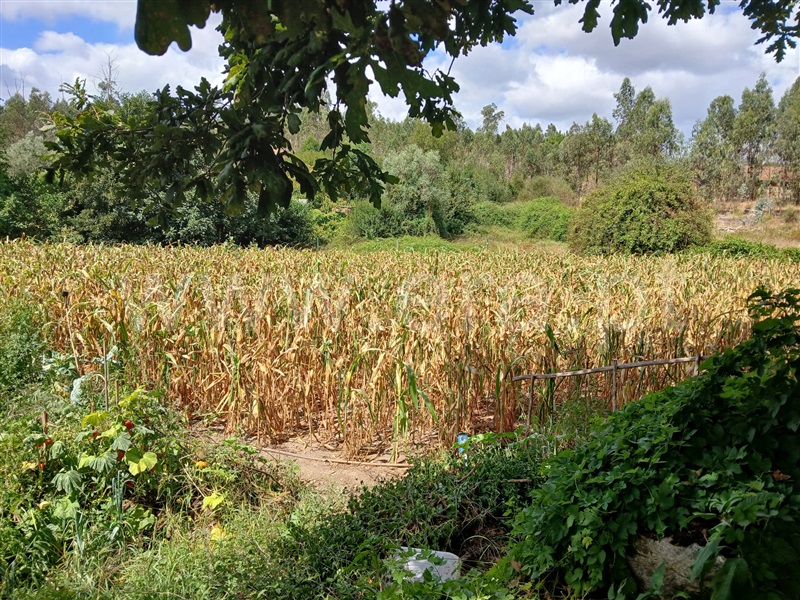 Terreno Rústico  Tondela, Lobão da Beira - 1505416 - 3