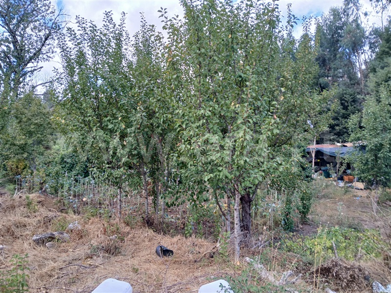 Terreno Rústico  Tondela, Lobão da Beira - 1505416 - 4