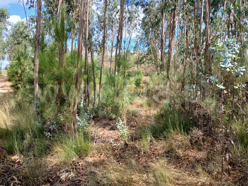 Terreno Rústico  Tondela, Lobão da Beira - 1505416 - 5