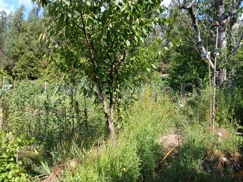 Terreno Rústico  Tondela, Lobão da Beira - 1505416 - 6