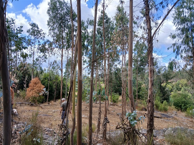 Terreno Rústico  Tondela, Lobão da Beira - 1505416 - 7