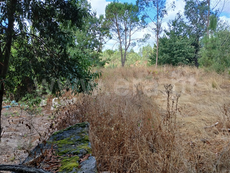 Terreno Rústico  Tondela, Lobão da Beira - 1505416 - 8