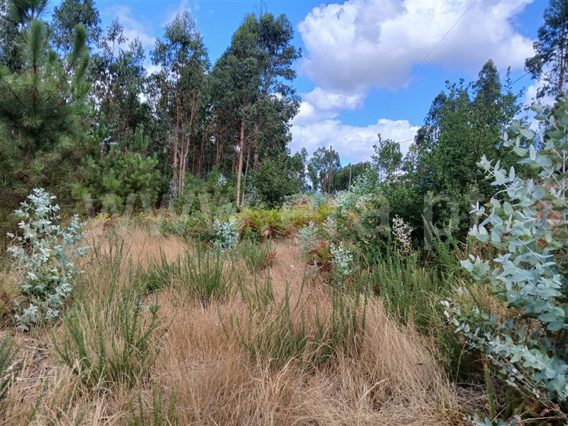 Terreno Rústico  Tondela, Lobão da Beira - 1505416 - 9