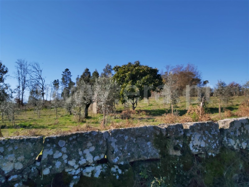 Terreno Rústico  Tondela, Tonda - 1224808 - 4