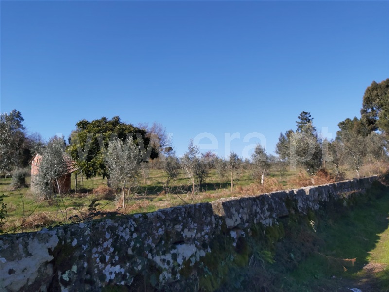 Terreno Rústico  Tondela, Tonda - 1224808 - 5