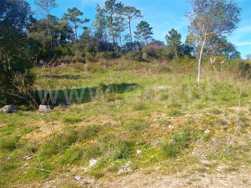 Terreno Rústico  Torres Novas, Vila do Paço - 756194 - 3