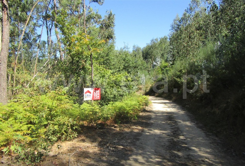 Terreno Rústico / Vale de Cambra, Macieira de Cambra