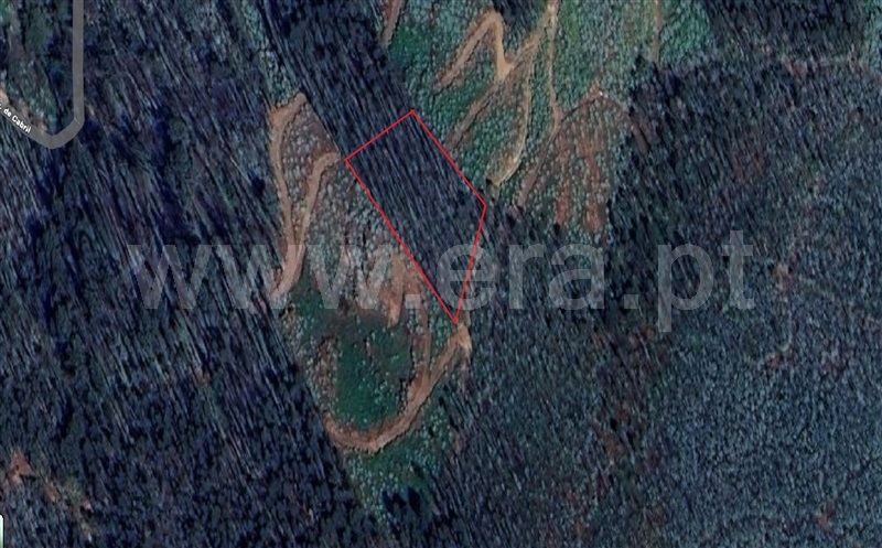 Terreno Rústico / Vale de Cambra, São Pedro de Castelões