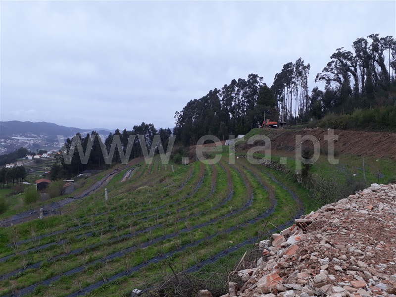 Terreno Rústico  Vale de Cambra, São Pedro de Castelões - 1495398 - 1