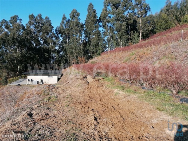 Terreno Rústico  Vale de Cambra, São Pedro de Castelões - 1495398 - 11