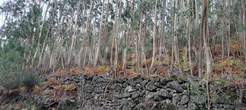 Terreno Rústico / Vale de Cambra, Vila Chã, Codal e Vila Cova de Perrinho