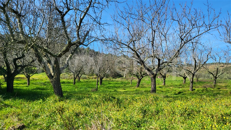Terreno Rústico  com Agrícola Valpaços, Santa Maria de Emeres - 1378893 - 2