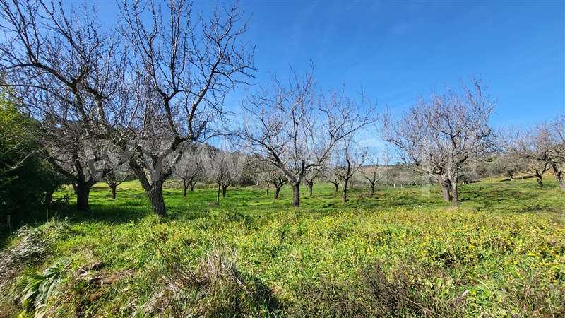 Terreno Rústico  com Agrícola Valpaços, Santa Maria de Emeres - 1378893 - 3