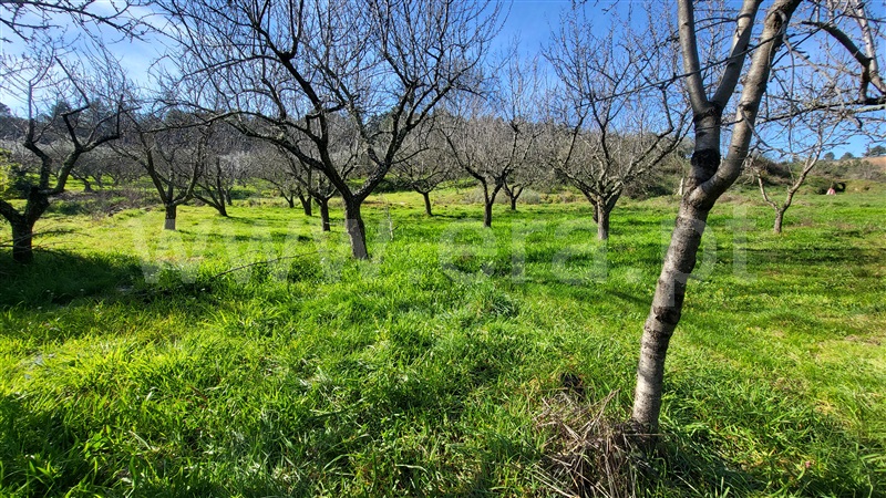 Terreno Rústico  com Agrícola Valpaços, Santa Maria de Emeres - 1378893 - 4