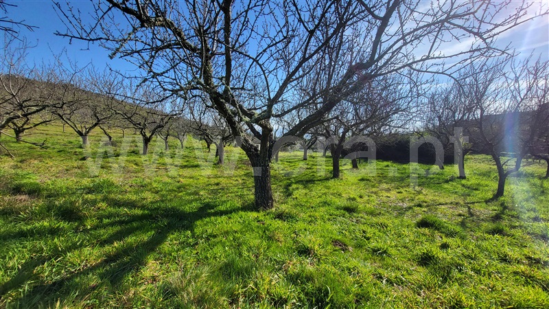 Terreno Rústico  com Agrícola Valpaços, Santa Maria de Emeres - 1378893 - 5