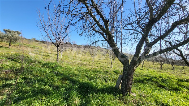 Terreno Rústico  com Agrícola Valpaços, Santa Maria de Emeres - 1378893 - 6