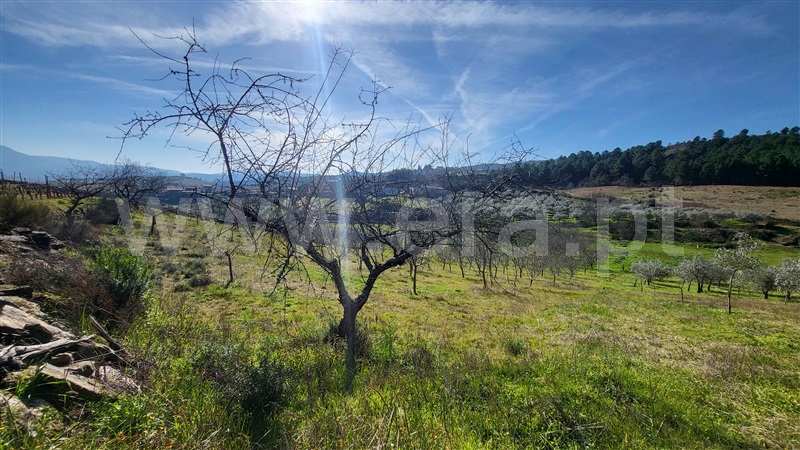 Terreno Rústico  com Agrícola Valpaços, Santa Maria de Emeres - 1378893 - 7